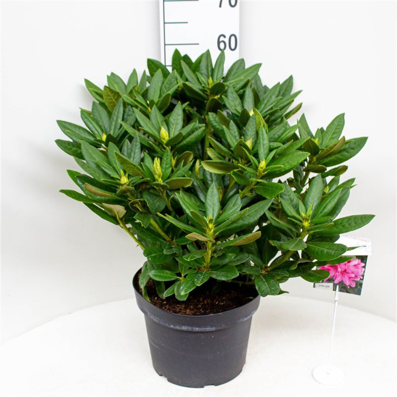 Rhododendron – Rhododendron 'Cosmopolitan' - C10 50-60 CM